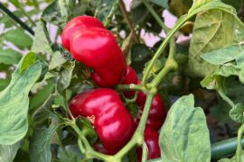Hello, my bell peppers aren’t growing full size they’re growing flat like tomatoes. Am I doing something wrong? Thanks!