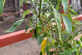Oddball Black Arbol Pepper
