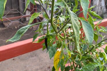 Oddball Black Arbol Pepper