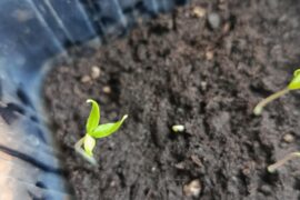 Mutation du piment ?