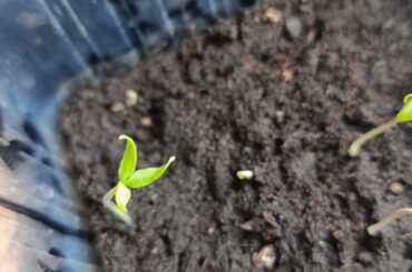 Mutation du piment ?