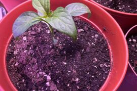 Is this or is this not a reaper?