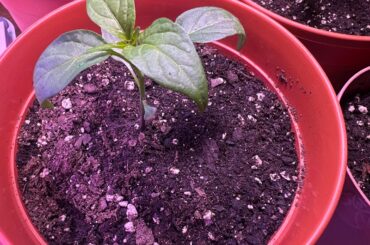 Is this or is this not a reaper?