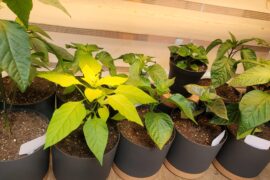 What is wrong with the new leaf of this Choco Loca plant?