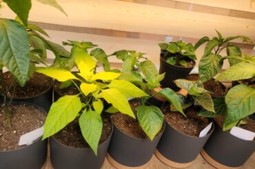 What is wrong with the new leaf of this Choco Loca plant?