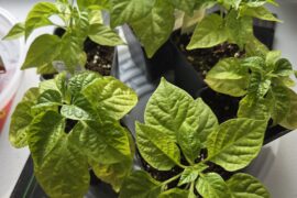 Why are my peppers so pale?