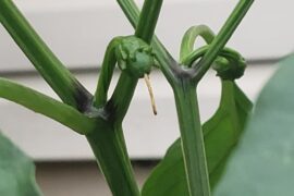 My first mammoth jalapenos are fruiting