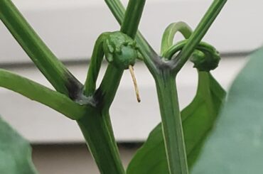 My first mammoth jalapenos are fruiting