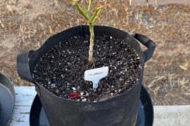 Are these peppers toast? Do I start over?