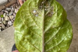 What is causing this on my leaf?