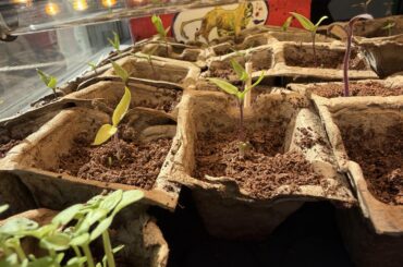 Failure to thrive