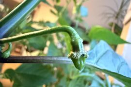 2 years. 100 < dropped flowers. First pod ever.