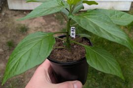 Random Pepper - Any Early Guesses on ID?