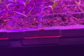 First time growing from seeds turned out pretty well. Pot up timing help!