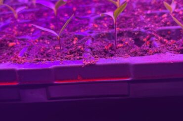 First time growing from seeds turned out pretty well. Pot up timing help!
