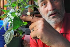 Amazing how knowledge works