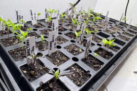 Cull, Separate, Let em Ride?