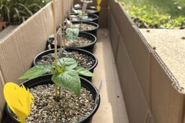 They’re loving this sun!