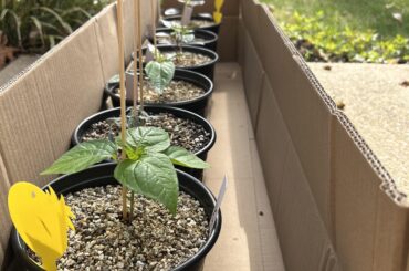 They’re loving this sun!