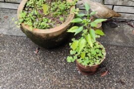 Is my pepper doing alright?