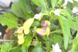 What’s happening to my KS White Thai?