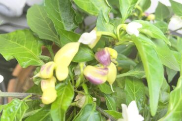 What’s happening to my KS White Thai?