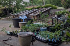 Happy 420 from my pepper plants