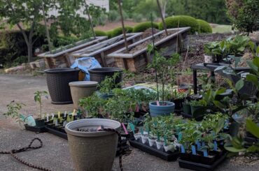 Happy 420 from my pepper plants