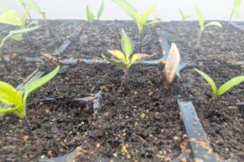 What's happening with this little Scotch bonnet ?