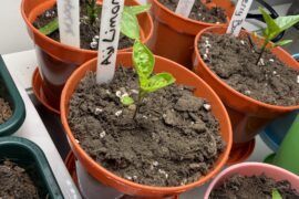 Why are my peppers’ leaves curling?