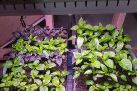 Can I keep these in their cells for another month?