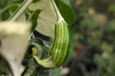 Iced Guyana Update