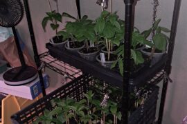 Relatively new to this and was wondering how I'm doing