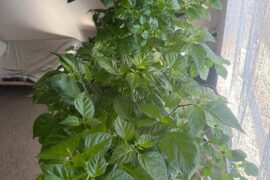 Late bloomers in Australia?