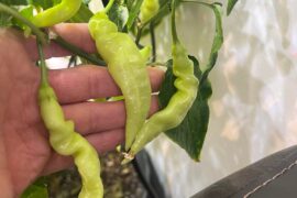 Indoor Aji Melocoton