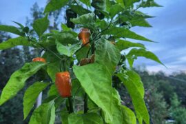 I totally forgot, my last post was a lie... I forgot I grew habanero from seed. Good grow?