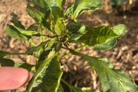 What problem could it be?