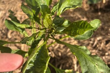 What problem could it be?