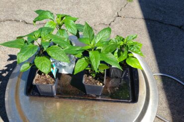 Up Potting before planting outside?