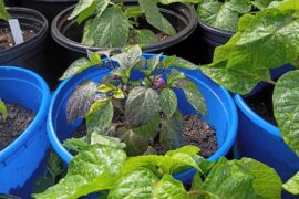 Nothing but FUDdamentals