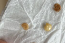 Something Interesting: Seed Germination out of MCDonalds Sauce