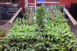 Welcome to the Jungle