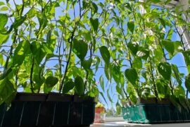 Can't wait to evict them outside