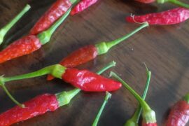 What are these things on my peppers should I be worried and just pass it?