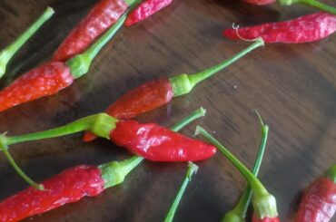 What are these things on my peppers should I be worried and just pass it?