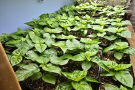 Following one additional day of cold weather, we will be able to transition to the porch for hardening.