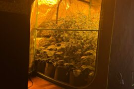 This weeks pepper stuff