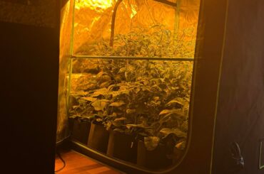 This weeks pepper stuff