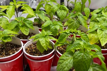 All of my plants are 5” or less and are all starting to flower.