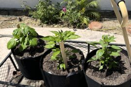 Well it’s been a few years but I thought I’d try it again